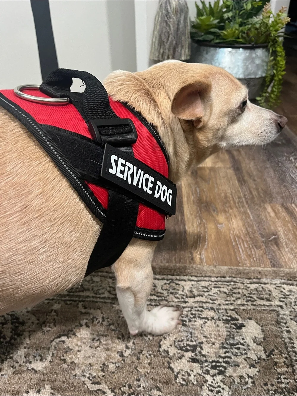 Service dog harness sz Med for 25 - 30 lb dog adjustable harness